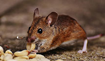 24 Hour & Emergency Exterminators in Velda Village Hills, MO
